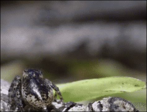 Maratus personatus mating dance | Spiders | Know Your Meme One Two Three, Motion Design Animation, The Spider, Arachnids, Moving Pictures, Fluffy Animals, First Second, Know Your Meme, Chipmunks