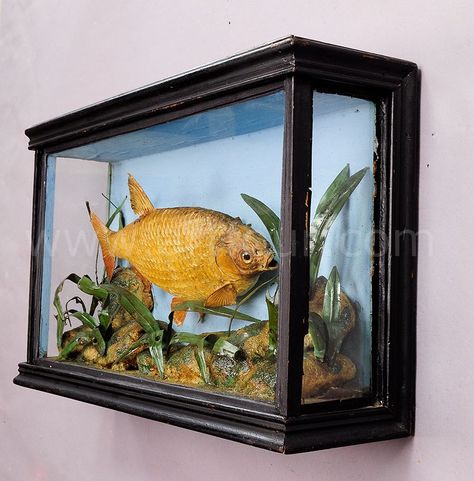 Glass Diorama, Victorian Taxidermy, Boot Scraper, Fly Fishing Art, Fishing Art, Glass Showcase, Miniature Projects, Miniature Animals, Antiques For Sale