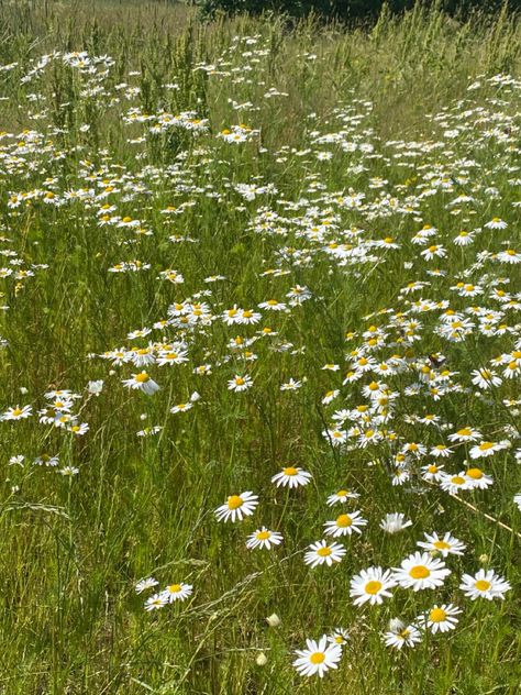 Summer Aesthetic Flowers, Yellow Rattle, Lawn Alternatives, England Aesthetic, Painting Reference, British Flowers, Flower Meadow, British Summer, Summer Lawn