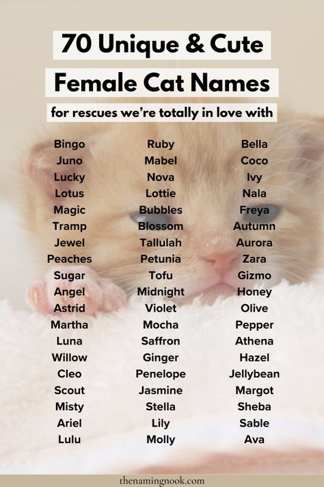 Want a cool and unique girl cat name for your rescue kitten or cat? Check out 70 cute cat and kitten names for female rescue cats. cat name aesthetic, cat name ideas unique, cute animal names Cute Kitten Names, Cat Names Unique, Cat Name Ideas, Wc Oc, Cute Animal Names, Sims Names, Unique Cat Names, Cute Pet Names, Green Eyed Cat