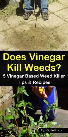 Vinager To Kill Weeds, How To Kill Weeds With Vinegar, Killing Weeds With Vinegar And Salt, Vinegar To Kill Weeds, Vinegar For Weeds, Kill Weeds With Vinegar, Common Lawn Weeds, Natural Plant Fertilizer, Kill Weeds Naturally