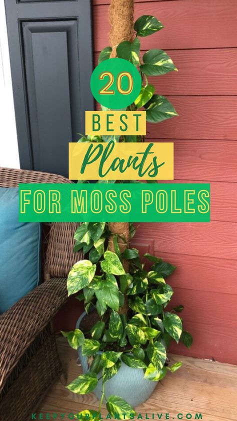 Plants On Moss Pole, Moss Pole Plants, Moss Pole Ideas, Pothos On Moss Pole, Climbing Indoor Plants, Moss Poles For Plants, Diy Moss Pole, Plant Pole, Wondering Jew