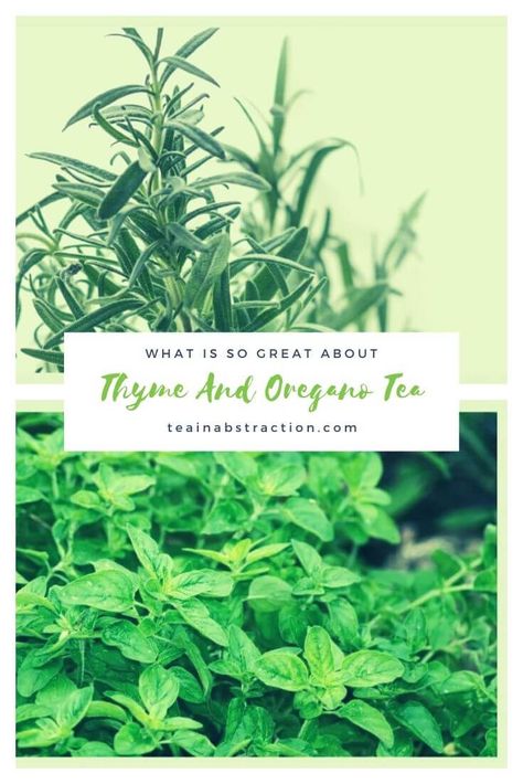 This Savory Herbal Infusion Might Not Be On The Top Of Everyone List Of Teas To Try But The Savory Refreshing Blend Of These Two Herbs Might Just Make You A Believer. #herbalTea #ThymeOreganoTea Oregano Tea Recipe, Thyme Tea Benefits, Oregano Tea, List Of Teas, Medicinal Herbs Remedies, Herbs Remedies, Thyme Tea, Herbal Tea Benefits, Rosemary Tea