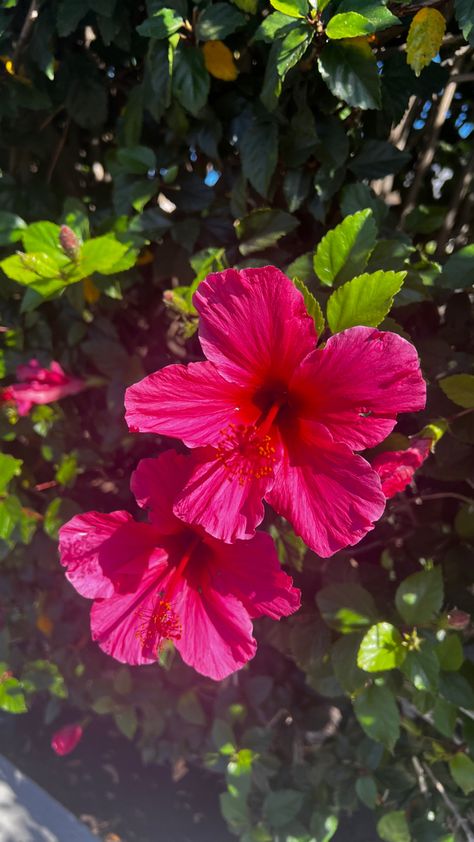 Hawaiian Hibiscus, Beautiful Flowers Photography, Boquette Flowers, Nothing But Flowers, Flower Therapy, Beautiful Bouquet Of Flowers, Beautiful Flowers Pictures, Hibiscus Flower, Jolie Photo