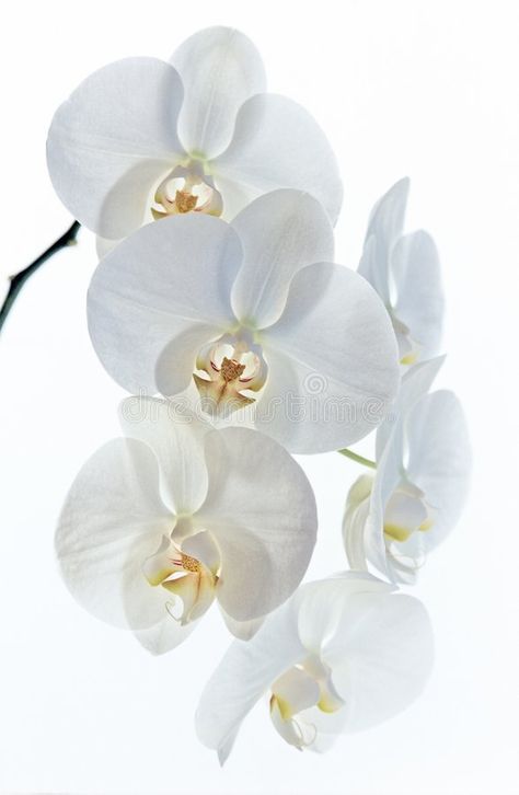 Orchid Tattoo, Yellow Orchid, Frame Floral, 수채화 그림, White Wedding Flowers, Phalaenopsis Orchid, Beautiful Orchids, White Orchids, Exotic Flowers