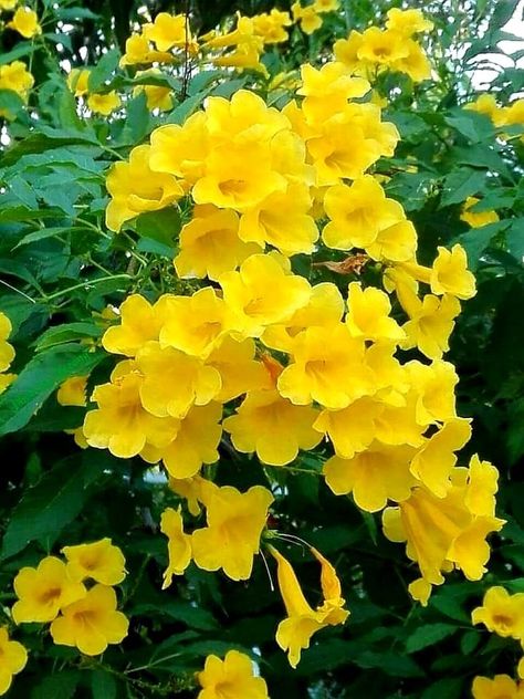 Yellow Trumpet Flower, Dream Catcher Mobile, Trumpet Flower, Flower Yellow, Beautiful Rose Flowers, Beautiful Flowers Pictures, Bougainvillea, Rose Flowers, Floral Jewellery