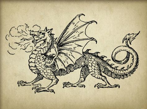 Dragon Etching Tattoo, Ancient Dragon Tattoo, Dragon Illustration Tattoo, Mid Evil Dragon Tattoo, Illustrative Dragon Tattoo, Storybook Illustration Tattoo, Medieval Dragon Tattoo Design, Fairytale Dragon Tattoo, Dragon Tattoo Medieval