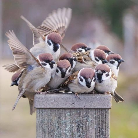 Nature🌺🍀& Birds 🐦 | Eurasian Tree Sparrow | Facebook Eurasian Tree Sparrow, Tree Sparrow, Rare Birds, Nature Birds, Cute Birds, Small Birds, Beautiful Birds, Old World, Beautiful Flowers