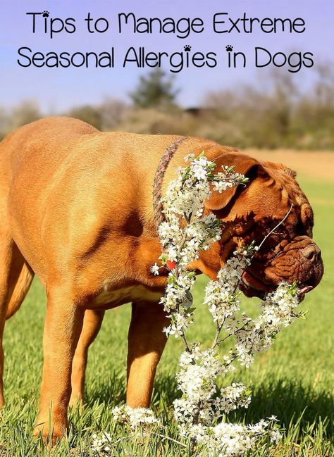 Seasonal allergies can be just as bad for dogs as for people. Here are some tips to help manage your dog's uncomfortable extreme seasonal allergies. Seasonal Allergy Remedies, Dog Allergies Remedies, Grass Allergy, Allergies In Dogs, Adoption Tips, Animal Tips, Bad Allergies, Puppies Tips, Allergy Remedies