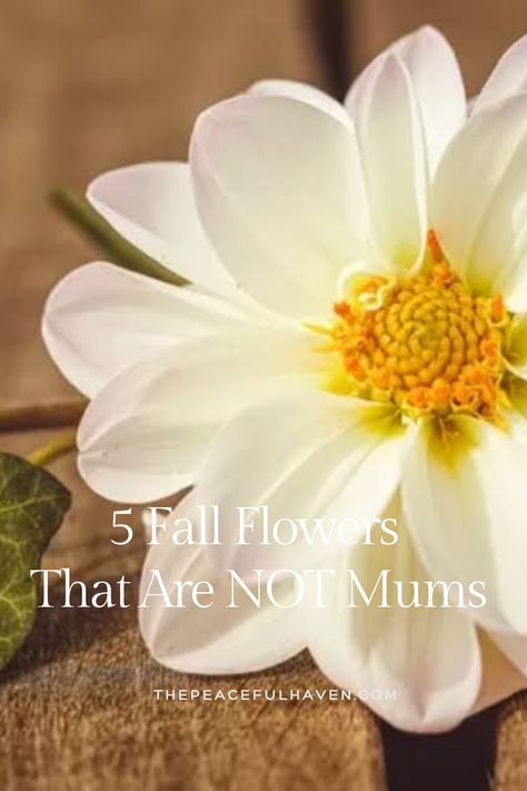 5 Fall Flowers That Are NOT Mums. OK, I like Mums, I just don’t love them.  They seem ordinary as every single house adorns itself with them in Autumn.  I do indeed have Mums outside my home as I have never met a flower I didn’t like, however, I don’t want to limit my flower pots to just Mums.  Each of my planters is just as interesting in Autumn as they are in Spring and Summer.  Check out my favorites! Mum Planters, Single House, Sunflower Family, White Mums, Growing Dahlias, Mums Flowers, Money Plant, Autumn Flowers, Large Planters