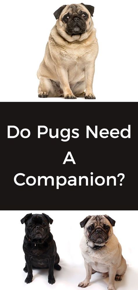 Pug Facts, Pug Names, Old Pug, Black Pug Puppies, Bearded Dragon Cute, Cute Pug Puppies, Fawn Pug, Pug Dogs, Tshirts Design