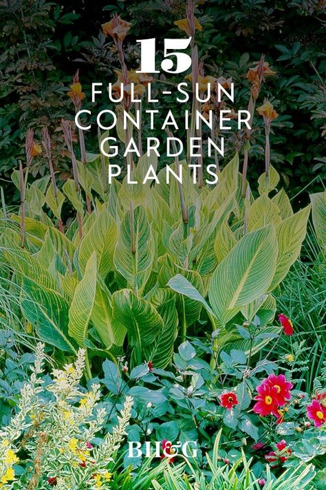 The summer heat can cause your gorgeous container garden plants to sulk. Try these container garden plants that take the heat and still look colorful all season long. #gardenplants #containergardening #fullsun #fullsunplants #fullsuncontainergarden #bhg All Season Plants Outdoor, Full Sun Balcony Plants, Outdoor Hanging Plants Full Sun, Heat Tolerant Plants For Containers, Sun Loving Plants Landscaping, Container Plants For Full Sun And Heat, Tropical Plants Outdoor Full Sun, Tropical Container Garden, Full Sun Planters