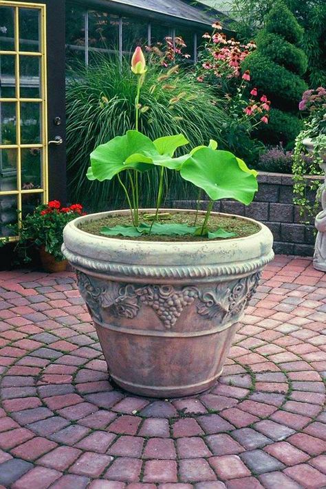 Container Pond, Small Water Gardens, Container Water Gardens, Lotus Garden, Indoor Water Garden, Lotus Plant, Container Gardening Flowers, Pond Plants, Container Gardening Vegetables