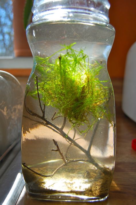 Paper Wings Diy, Ecosystem In A Bottle, Aquaponics Aquarium, Wings Diy, Water Terrarium, Plants In Bottles, Paper Wings, Beautiful Terrariums, Aquatic Ecosystem