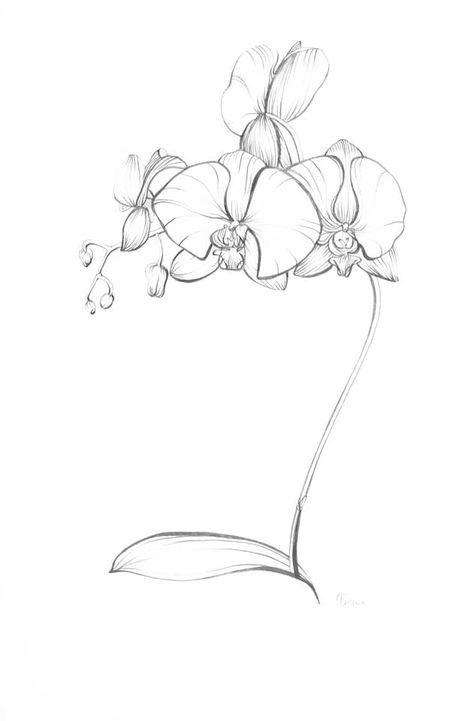 Pencil Drawings of Orchids | Blue-Turtle | blue-turtle.com | Graphic Design, Multimedia & Web ... Drawing Orchids, Orchids Drawing, Orchids Illustration, Aesthetic Zendaya, Zendaya Aesthetic, Orchid Flower Tattoos, Zendaya Makeup, Pencil Tattoo, Orchid Drawing