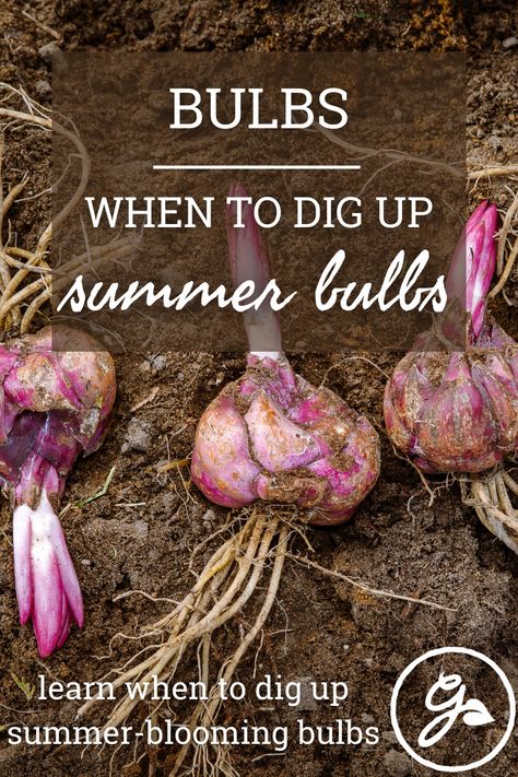 Planting Gladiolus Bulbs In Containers, Planting Gladiolus Bulbs, When To Plant Iris Bulbs, How To Plant Gladiolus Bulbs, When To Dig Up Gladiolus Bulbs, Canna Bulbs, Calla Lily Bulbs, Gladiolus Bulbs, Summer Flowering Bulbs