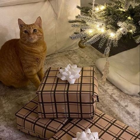 Winter Aesthetic, A Cat, Christmas Tree, Christmas