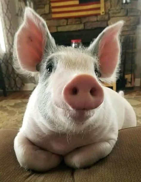 Pig Eyes, Pot Belly Pigs, Cute Piglets, Pet Pigs, Baby Pigs, Cute Pigs, Sweet Animals, Animal Planet