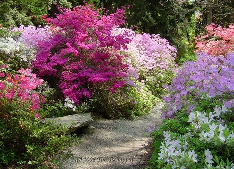 Biltmore Gardens, Azaleas Landscaping, Blooming Shrubs, Pollinator Garden Design, Azalea Garden, Azaleas Garden, Biltmore House, 40 Acres, Front Garden Landscape