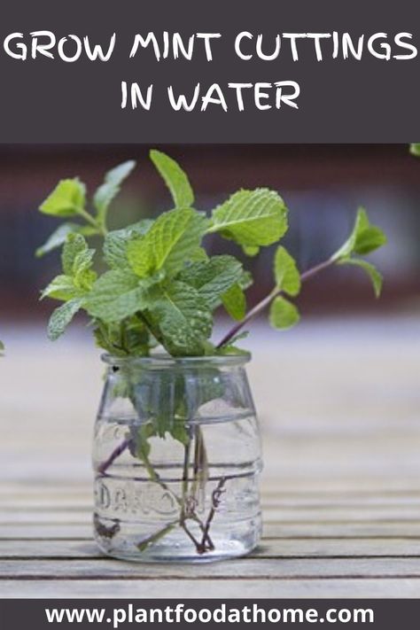 Propagate Mint, Growing Mint Indoors, How To Grow Mint, Grow Mint, Beginners Gardening, Regrow Vegetables, Gardening Tricks, Growing Mint, Easy Gardening