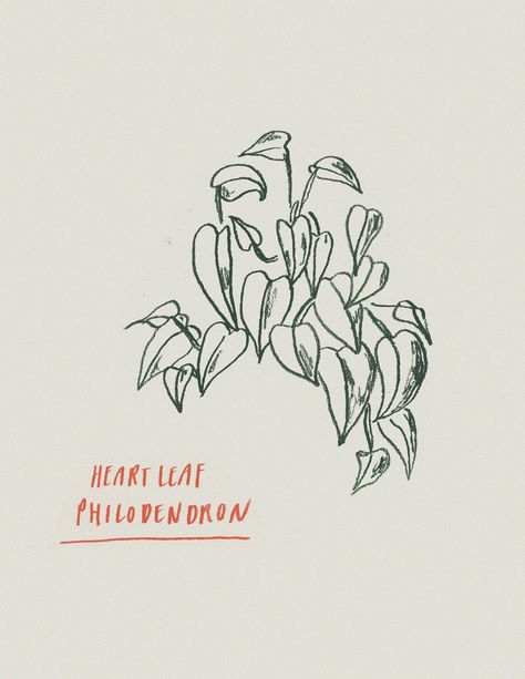 Heartleaf  By KITO @kito.illustrations #illustrations #draw #sketch #plants Heart Leaf Philodendron Drawing, Philodendron Tattoo Design, Philodendron Tattoo, Pothos Tattoo, Sketch Plants, Heartleaf Philodendron, Morning Practice, Heart Leaf Philodendron, Spooky Szn