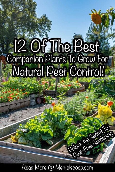 12 Of The Best Companion Plants To Grow For Natural Pest Control! - Mental Scoop Growing Lilies, Best Companion Plants, Companion Planting Vegetables, Rosemary Water, Plant Pests, Companion Plants, Natural Pest Control, Plants To Grow, Garden Pest Control