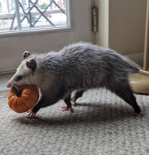 Kristin Askland | The Pumpkin Thief🎃🧡 Saw a photo of this cute possum, and had to paint them🧡 | Instagram Awesome Possum, Trash Panda, Hidden Camera, Silly Animals, Cute Creatures, Cute Little Animals, Ticks, 귀여운 동물, Cuteness Overload