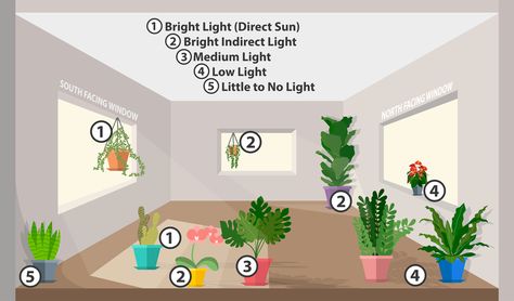 Houseplant Lighting 101 - Van Wilgen's Garden Center Indoor Plant Lights, Greenery Plants, Plant Window, Plant Care Houseplant, Inside Plants, Indirect Sunlight, Iron Plant, Plant Shop, Bright Rooms