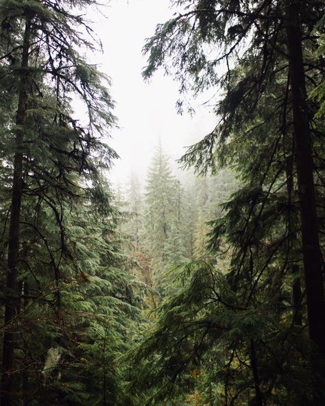 Soul Goals, Pacific Northwest Aesthetic, Twilight Trees, Foggy Trees, Oregon Waterfalls, Wooden Bridge, Personal Aesthetic, Pretty Pics, River Valley