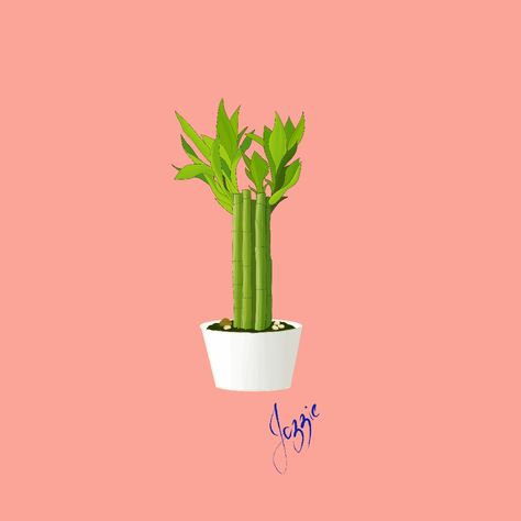 Vector illustration of lucky bamboo plant using adobe illustrator draw on Android phone. #vector #vectorillustration #vectorart #graphicdesign #art #drawing #design #wallpaper #vectorwallpaper #plants #plantlove #luckybamboo #houseplants Lucky Bamboo Drawing, Bamboo Drawing, Lucky Bamboo Plants, Adobe Illustrator Draw, Lucky Bamboo, Bamboo Plants, Adobe Illustrator, Vector Art, House Plants