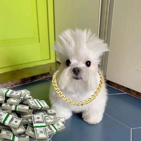 Green wall , white dog, gold chain, money pile, tiktok dog, blue tile, white wall, cute dog Silly Dog Pictures, Dog Tiktok, Y2k Hairstyle, Dog Pop, Goofy Dog, Dog Haircuts, Soft Pink Theme, Dog Icon, Up Dog