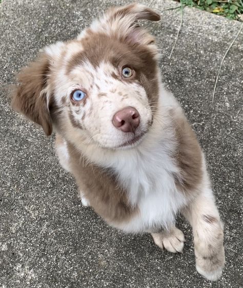 Aussie Border Collie Mix Puppies, Aussies Puppies, Cute Dogs Images, Very Cute Puppies, Aussie Puppies, Really Cute Puppies, Aussie Dogs, Super Cute Puppies, Cute Dog Photos