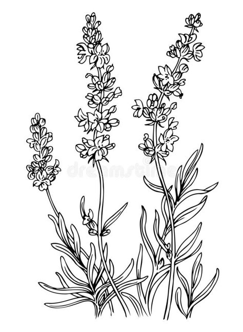 Herbs Doodle, Lavender Outline, Botanical Illustration Black And White, Plant Clipart, Traditional Flowers, Wildflower Drawing, Plant Sketches, Lavender Tattoo, Silhouette Drawing