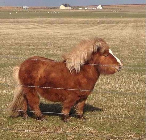 A full figured pony: just as nature intended. | Community Post: 12 Animals That Prove Humans Aren’t the Only Ones with DadBods Fat Animals, Miniature Ponies, Mini Pony, Fluffy Cows, Cute Ponies, Shetland Pony, Mini Horse, Baby Horses, Miniature Horse