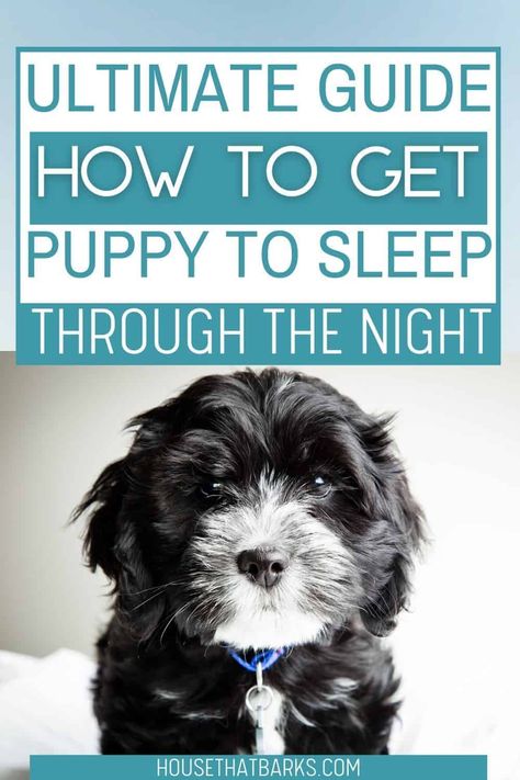 The most difficult phase of a new puppy is getting your puppy sleep through the night. It's a lot of work having a new puppy. Help is here with these easy tips. First Night With Puppy, Puppy Schedule, How To Sleep, Sleeping Puppies, Gsd Puppies, Really Cute Dogs, Cute Dog Pictures, Getting A Puppy, Sleeping Through The Night