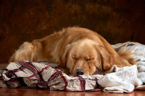 Golden Retriever Sleeping, Dog Poems, Kitchen Studio, Painting Inspo, Sleeping Dogs, Golden Dog, Dogs And Puppies, Golden Retriever, Art Ideas