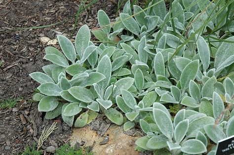 Click to view full-size photo of Silver Carpet Lamb's Ears (Stachys byzantina 'Silver Carpet') at Oakland Nurseries Inc Lambs Ear Plant, Lambs Ears, Stachys Byzantina, Silver Carpet, Outdoor Pots, Lambs Ear, Herbaceous Perennials, Bedding Plants, Types Of Soil