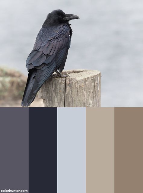 Details+In+Raven+Plumage+Color+Scheme Crow Color Palette, Raven Color Palette, Raven Color, Well Art, Contemporary World, The Boathouse, Color Palette Inspiration, Palette Inspiration, Colour Palettes