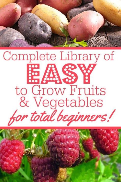 Best Fruits And Vegetables To Grow, What Should I Grow In My Garden, Easy Foods To Grow, How To Grow Your Own Vegetables, Tomatoe Gardening Ideas, Small Beginner Garden, Garden How To, How To Start A Raised Bed Garden, Easiest Food To Grow