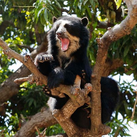 Spectacled Bear, Bear Species, Pretty Animals, Love Bear, Bear Hug, Amazon Rainforest, Silly Animals, Black Bear, Cute Bears