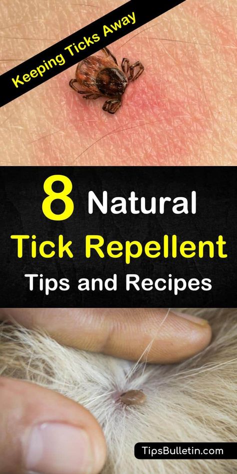 Horsefly Trap, Tick Repellent For Humans, Homemade Tick Repellent, Tick Repellent For Dogs, Spider Repellent, Natural Tick Repellent, Spiders Repellent, Dog Infographic, Tick Spray