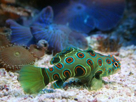 Spotted Mandarin Fish. Mandarin Fish, Fauna Marina, Reef Fish, Life Under The Sea, Aquatic Ecosystem, Beneath The Sea, Salt Water Fish, Cool Fish, Saltwater Tank