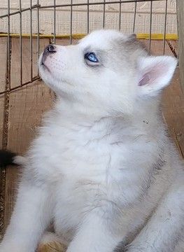 Siberian Husky puppy for sale in LEWISPORT, KY. ADN-58672 on PuppyFinder.com Gender: Female. Age: 10 Weeks Old Pet Wolf, Cute White Dogs, Hamsters As Pets, Malamute Husky, Husky Puppies For Sale, Dog Tumblr, Husky Funny, Dog Games, Siberian Husky Puppies