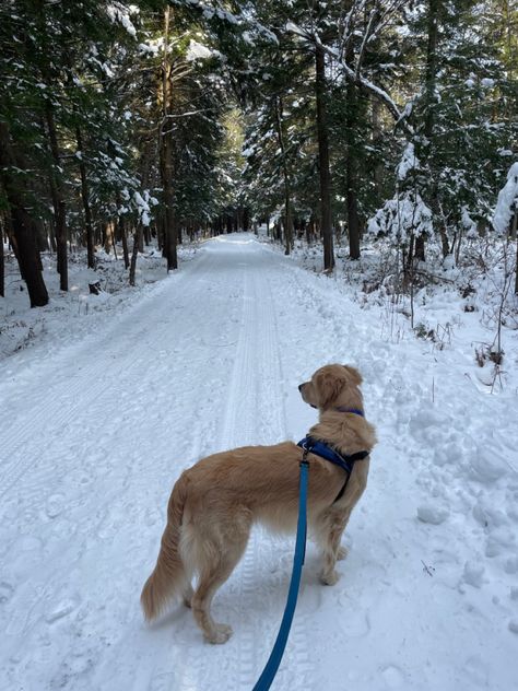 Winter Animal Aesthetic, Walking A Golden Retriever, Walking Golden Retriever Aesthetic, Golden Retriever In Snow, Winter Dog Walk Aesthetic, Winter Dog Aesthetic, Winter Walk Aesthetic, Walking Golden Retriever, Dog Walk Aesthetic