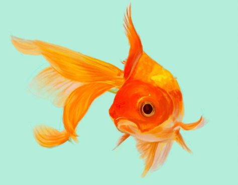 Fish by simplicy Orange Fish Drawing, Goldfish Art, Golden Fish, Carpe Koi, Watercolor Fish, Fish Illustration, Fish Drawings, Beautiful Fish, Fish Painting