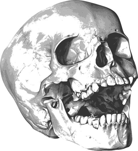 Bones, Halloween, Holiday, Skeleton, Skull Skull Laughing, Skull Transparent, Scary Halloween Images, Laughing Skull, Best Png, Copyright Free Images, Skull Png, Png Elements, Skeleton Skull