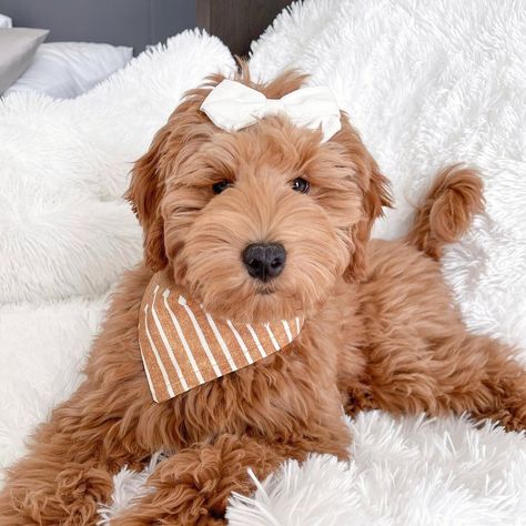 Goldendoodle Pictures, Cute Goldendoodle, Goldendoodle Puppies, Golden Doodle Puppy Photoshoot, Golden Doodle Puppy, Mini Golden Doodle, Golden Doodle Fall Pictures, Goldendoodle Puppy Photoshoot, Golden Doodle With Hair Bows