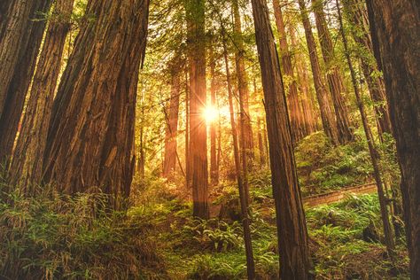 When it comes to majestic trees, California has you covered. The Giant Redwoods of California will tower over you, make you feel tiny, and remind you that humans are on earth for a very short while. They are a major draw card in for both tourists visiting the state, and locals who want to enjoy … Redwoods California, Muir Woods, Redwood Tree, Redwood Forest, Visit California, Winter Camping, Forest Landscape, Landscape Walls, National Monuments