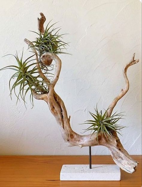 Takken Decor, Air Plants Diy, Air Plants Decor, Driftwood Projects, Air Plant Display, Deco Nature, Driftwood Sculpture, Driftwood Decor, Modern Pictures