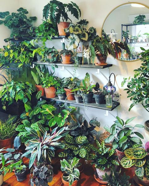 PlantMaine⚜️ on Instagram: “Plant life 🌱🥰 #houseplants #plants #plantsofinstagram #plantsmakepeoplehappy #urbanjungle #indoorplants #houseplantclub #plant…” Plant Storage Indoor, Branch Shelves, Indoor Plants Decor Living Room, Plant Decor Living Room, Plant Storage, Indoor Plants Decor, Indoor Plant Display, Hanging Plants Diy, Porch Plants